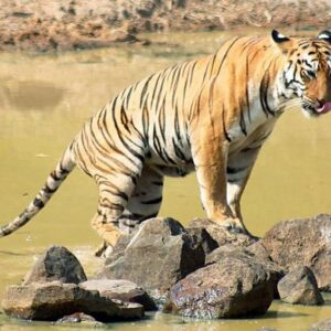 Tiger drinking water