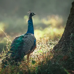 Peacock